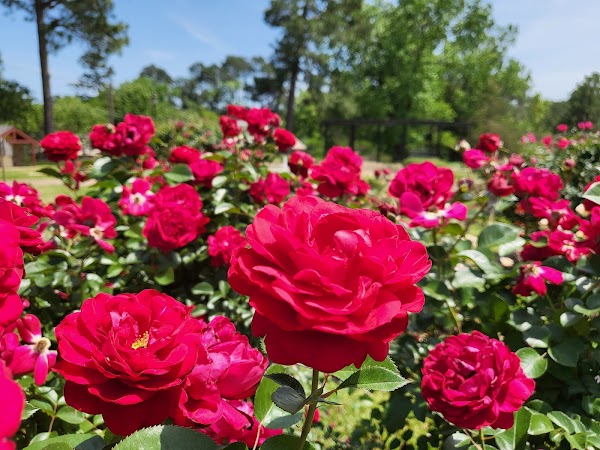Tyler Rose Garden