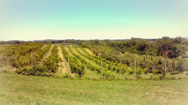 Kimmel Orchard & Vineyard