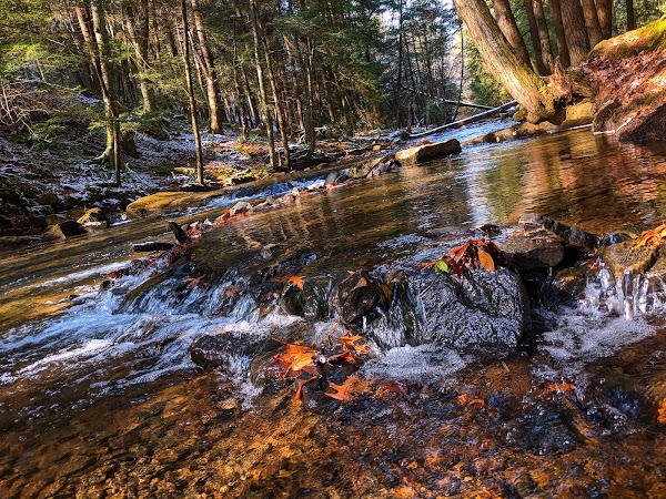 Cook Forest State Park