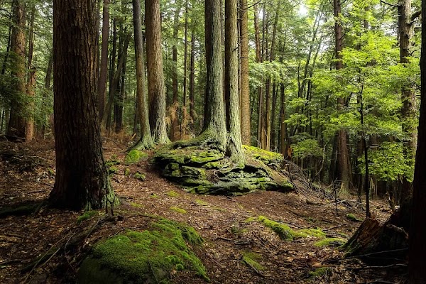 Cook Forest State Park