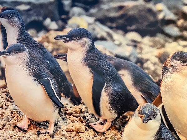 Ōamaru Penguins