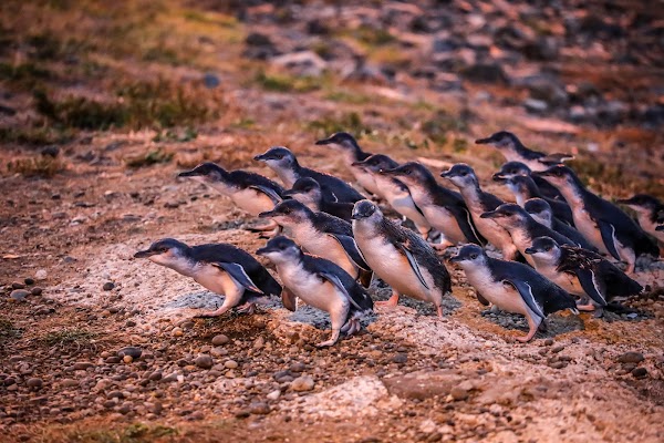 Ōamaru Penguins