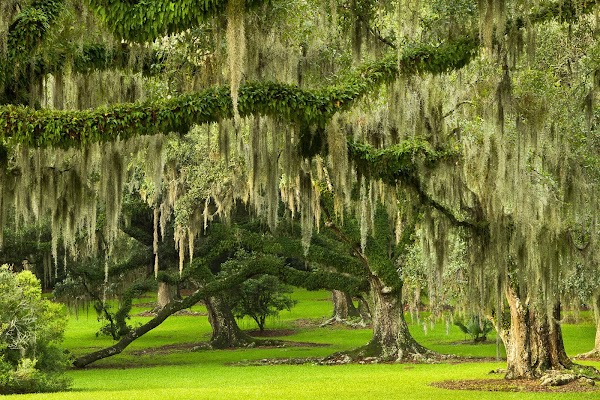 Jungle Gardens