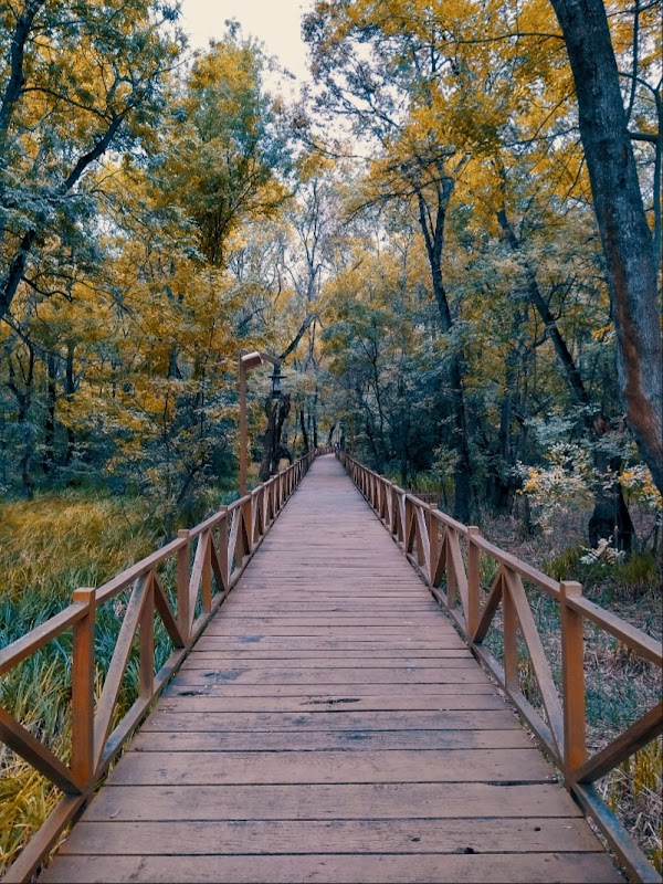 Çakırlar Korusu