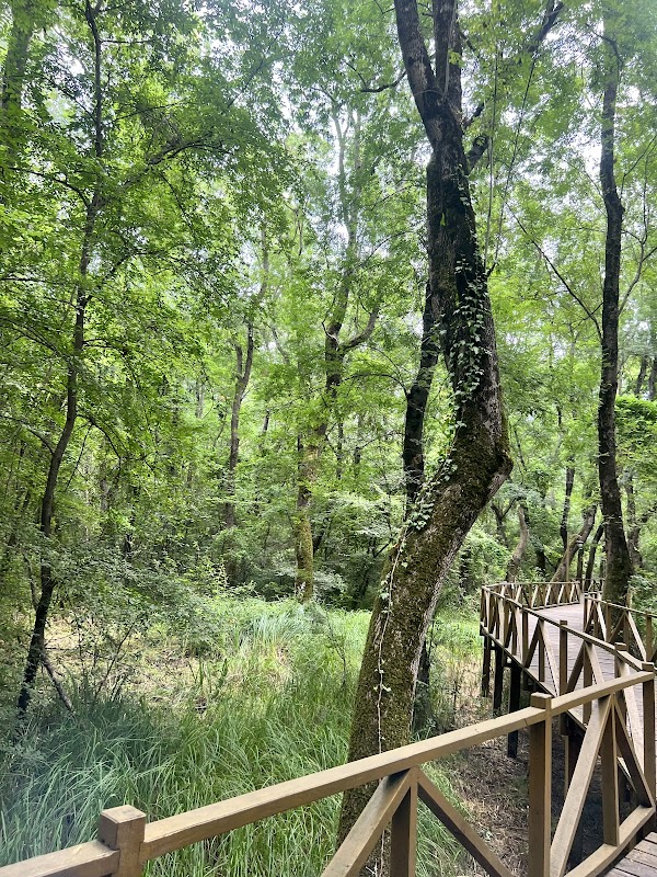 Çakırlar Korusu