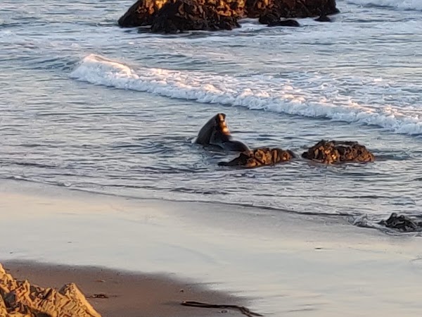 Elephant Seal Vista Point