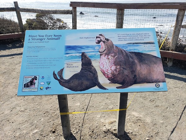 Elephant Seal Vista Point