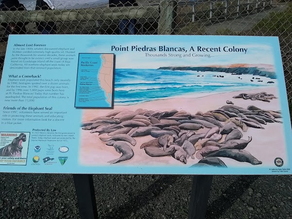 Elephant Seal Vista Point