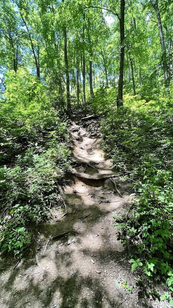 Laurel Falls Trail