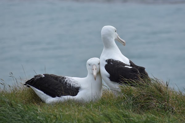 Royal Albatross Centre