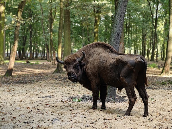 Pokazowa Zagroda Żubrów w Zabytkowym Parku Pszczyńskim