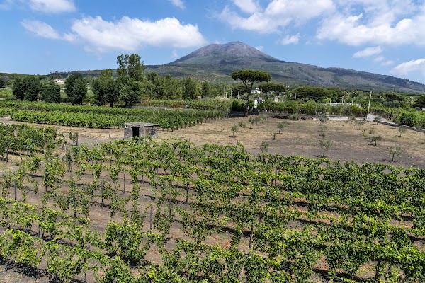Cantina Del Vesuvio Winery Russo Family since 1930
