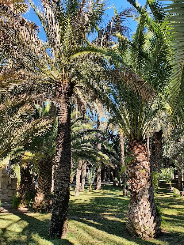 Palmeraie d'Elche