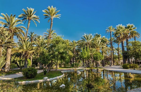 Palmeraie d'Elche