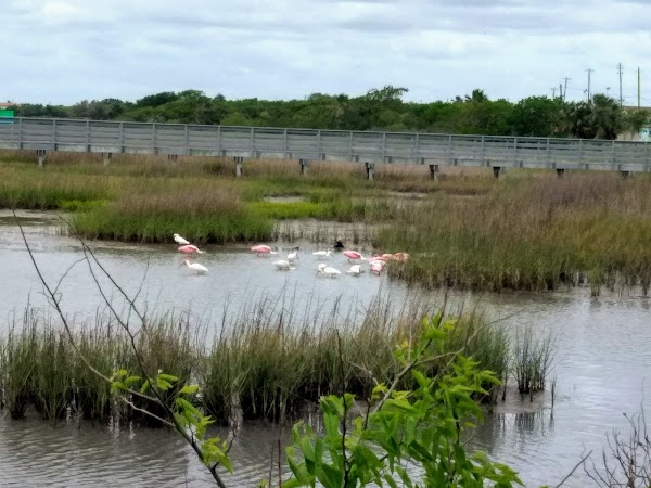 Port Lavaca Bird Sanctuary