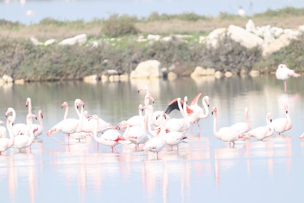 İzmir Birds Paradise