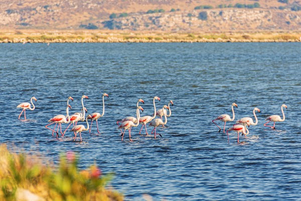 İzmir Birds Paradise