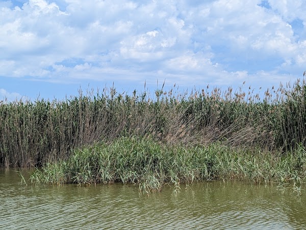Embarcadero Pomero: Paseos en Barca por l'Albufera | VisitAlbufera