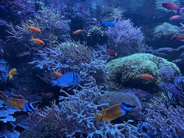 Universeum
