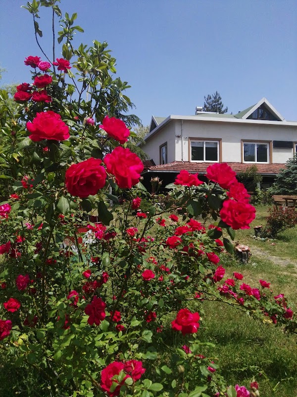 Boztepe
