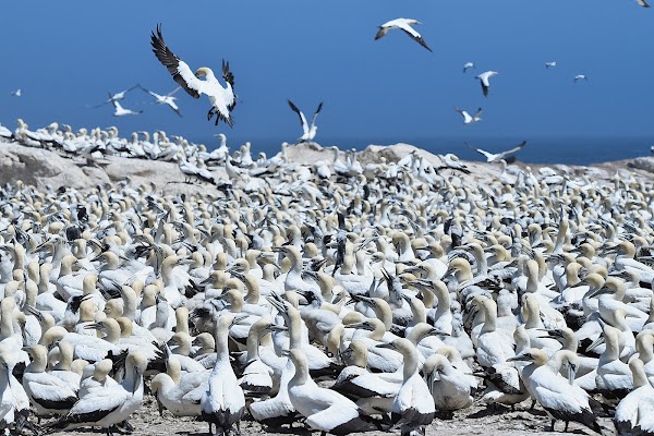Lambert’s Bay Bird Island Nature Reserve