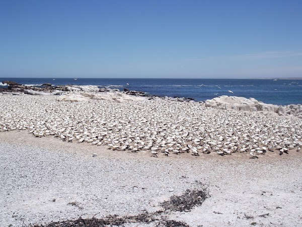 Lambert’s Bay Bird Island Nature Reserve