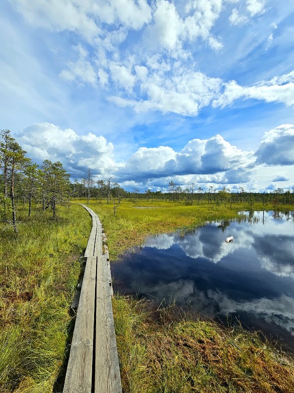 Viru bog nature trail