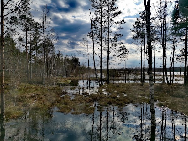 Viru bog nature trail