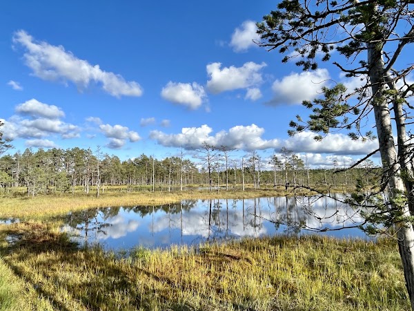 Viru bog nature trail