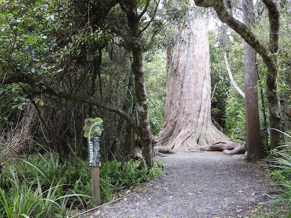 Big Tree Walk at Peel Forest