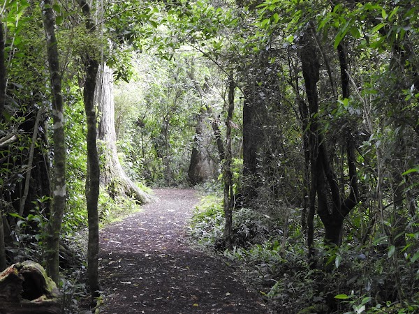 Big Tree Walk at Peel Forest