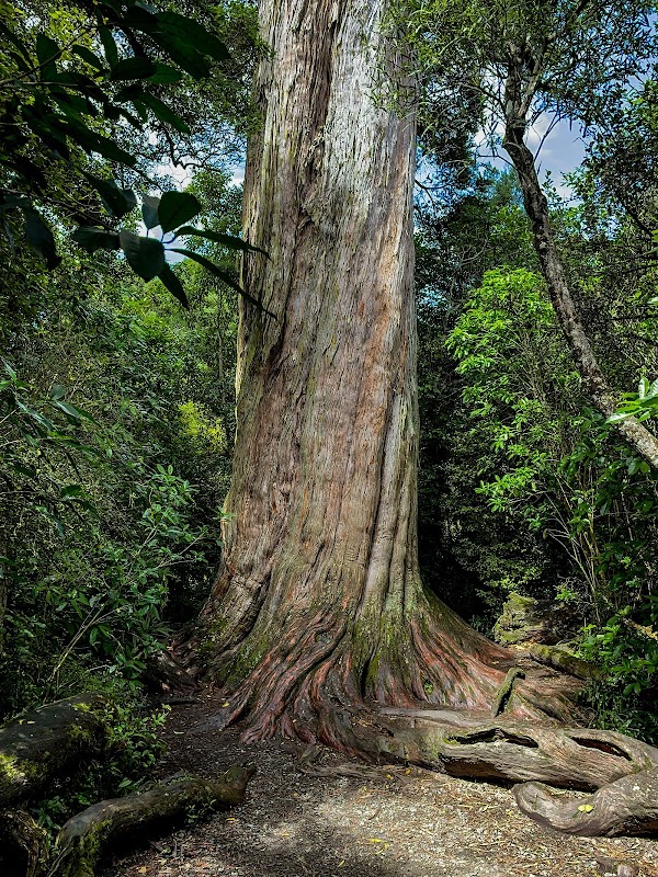 Big Tree Walk at Peel Forest