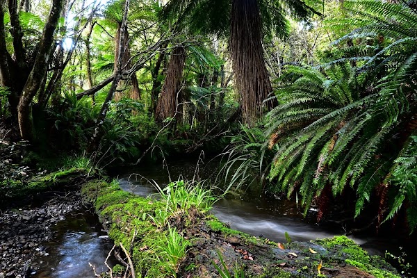 Catlins Forest Park