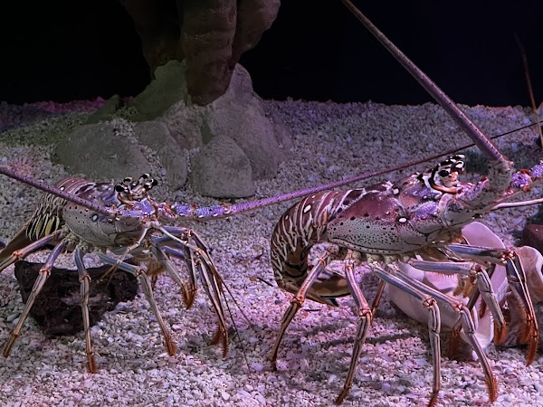 Tennessee Aquarium