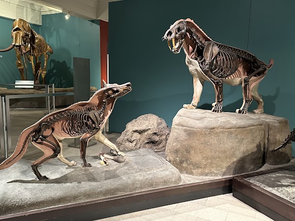 Carnegie Museum of Natural History