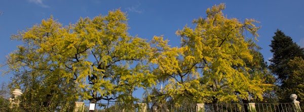 Jardin botanique de l'Université de Coimbra