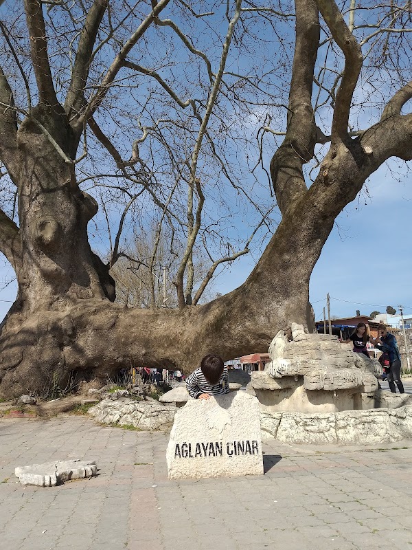 Ağlayan Çınar