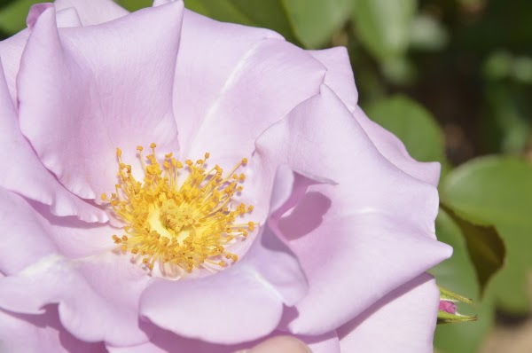 American Rose Center