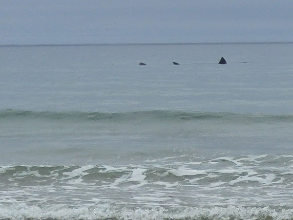 Killahoey Beach